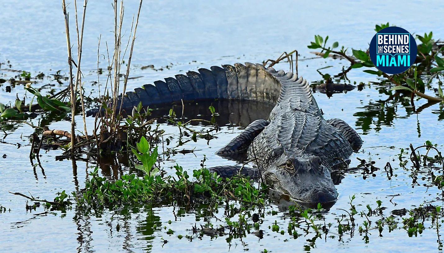 Alligators