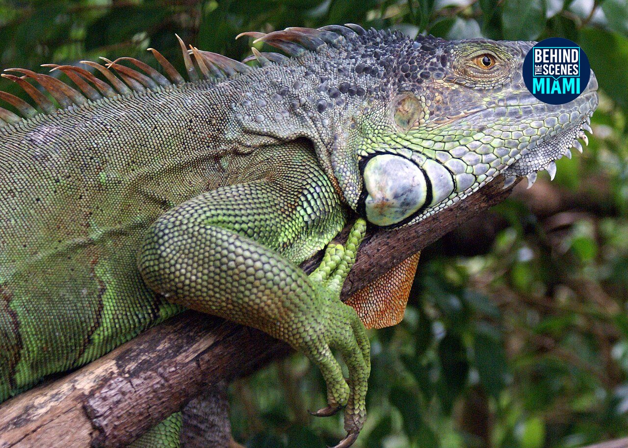 Iguanas