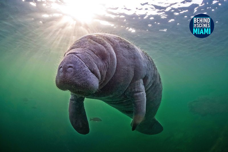 Manatees