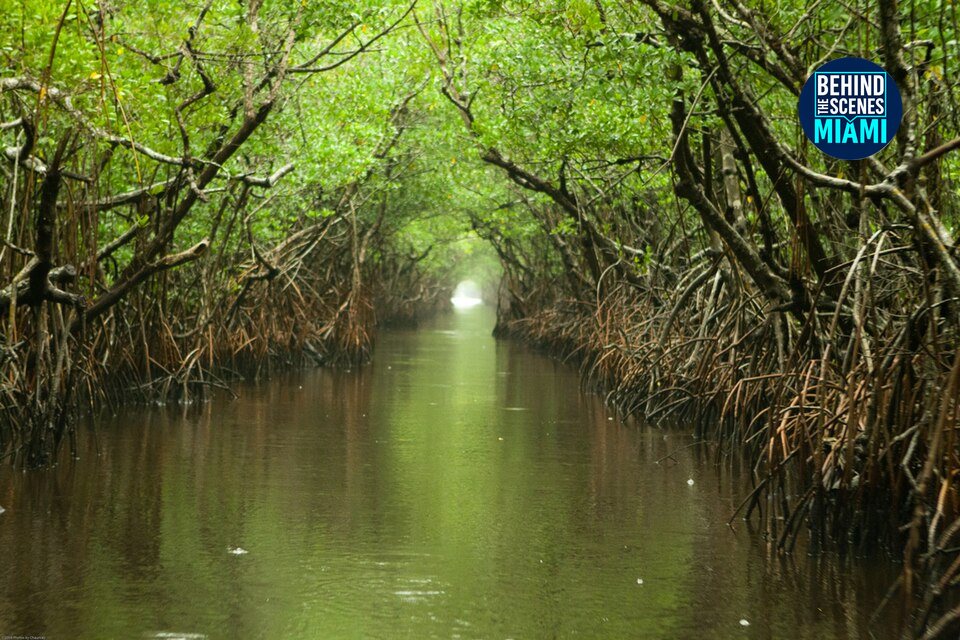 Mangroves