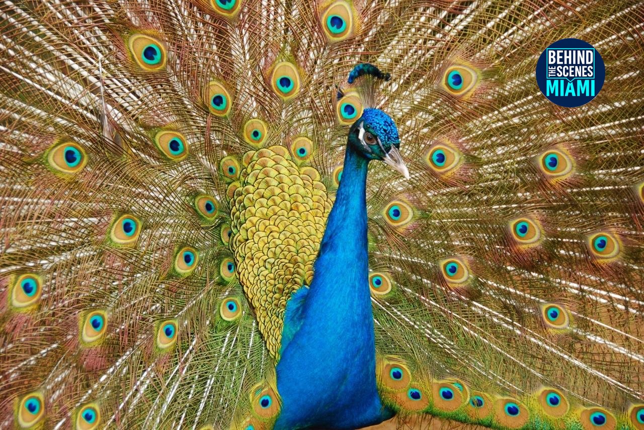 Peacocks of the Grove