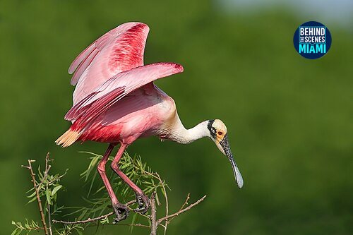 Tropical Birds